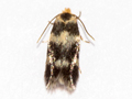 Etainia sericopeza